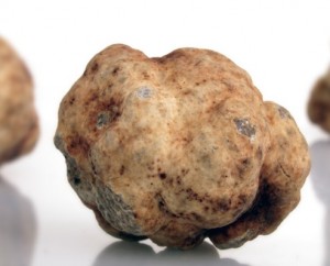 tartufo bianco